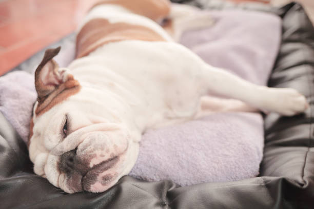 istock annoyed bulldog on her bed 1133828511