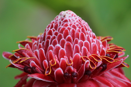 A tropical flower found in the Guanacaste province of Costa Rica.