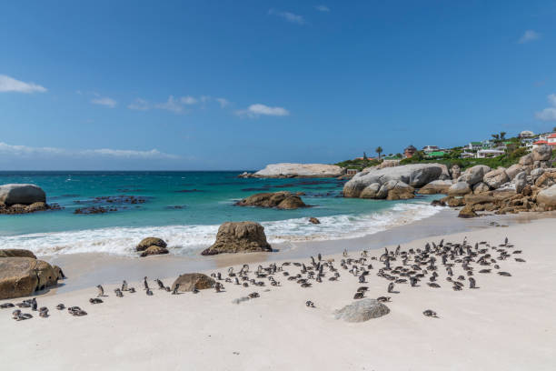 istock Penguin colony on beach Cape Town 1133828655