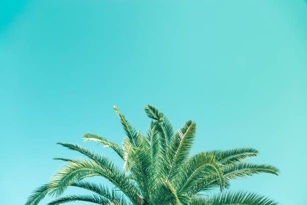 istock Vintage toned palm tree over sky background with copy space. 1133828691