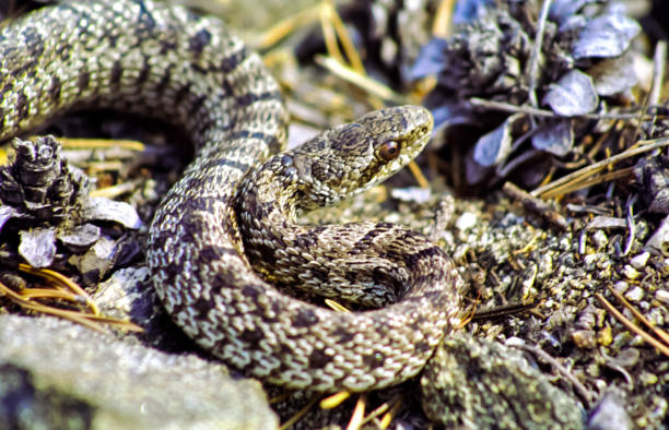 istock Elaphe dione is a snake from the red book 1133829364
