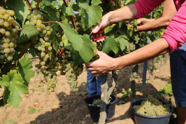 포도 수확 - chenin blanc 뉴스 사진 이미지