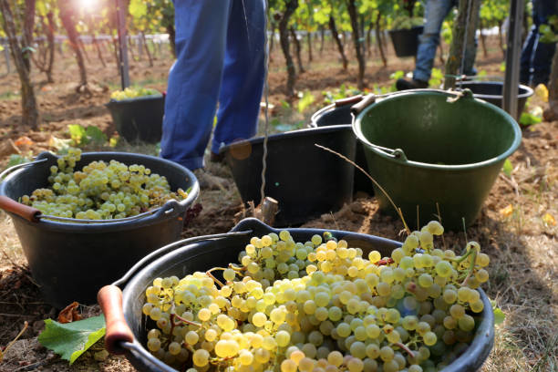 урожай винограда - chenin blanc стоковые фото и изображения