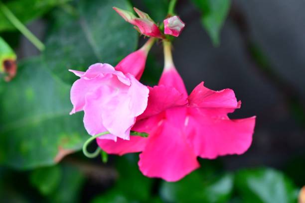 istock Mandevilla / Rocket trumpet Flower 1133830842