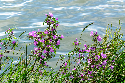 Purple Mallow Flowers on the Banks of a Flowing River