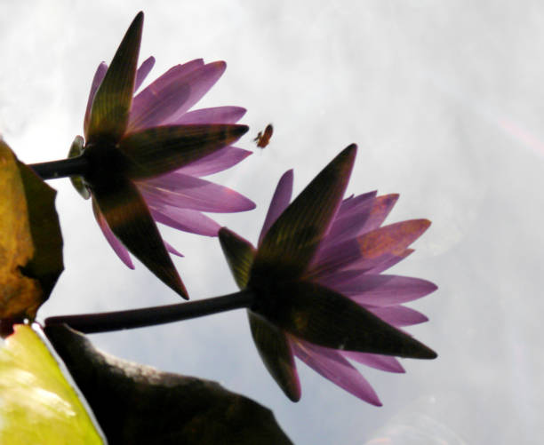 istock Beautiful lotus in the park 1133832962