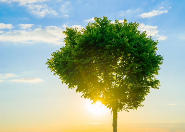 istock Crohn's lone tree on a background sunset 1133834181