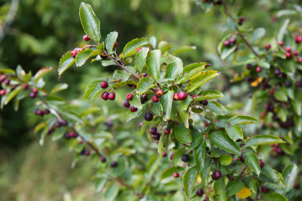 istock Wild berries on the tree in forest. Natural hawthorn fruit. 1133835307