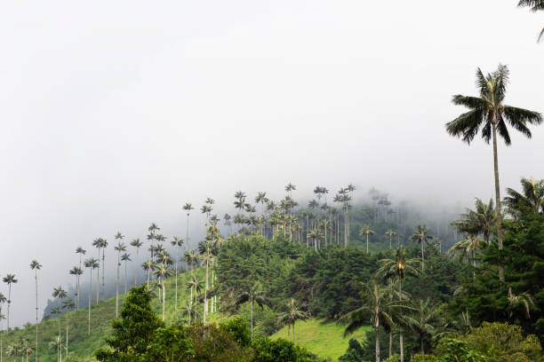 istock Landscape of Dense Tropical Rainforest 1133838121
