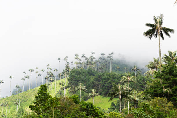 istock Landscape of Dense Tropical Rainforest 1133838330