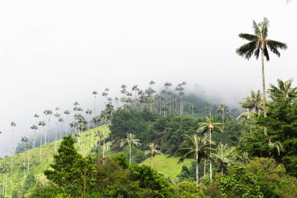 istock Landscape of Dense Tropical Rainforest 1133838409