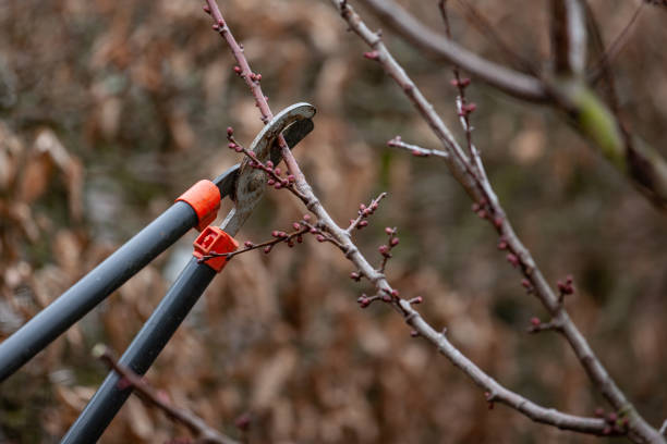 istock tree-cut of an apricot tree with buds made with loppers in springtime 1133839186