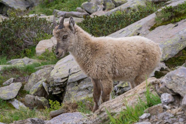 istock Alpine ibex (capra ibex) in the natural environment. 1133839725
