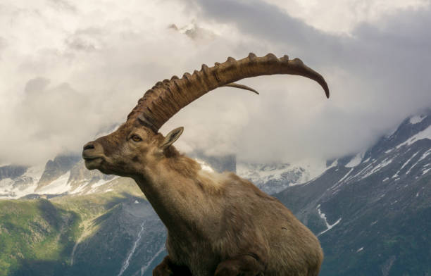 istock Portrait of an alpine ibex (capra ibex). 1133839762