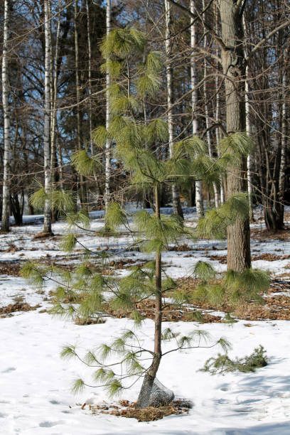 Pinus wallichiana or Himalayan white pine in garden. General view of young tree in winter Pinus wallichiana or Himalayan white pine in garden. General view of young tree in winter pinus wallichiana stock pictures, royalty-free photos & images