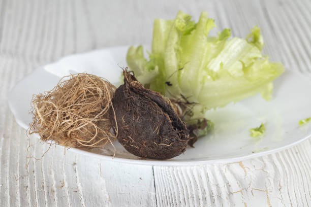 istock close up of root green oak lettuce on plate 1133840613