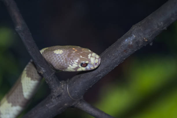 istock Exotic snake in the terrarium 1133840656