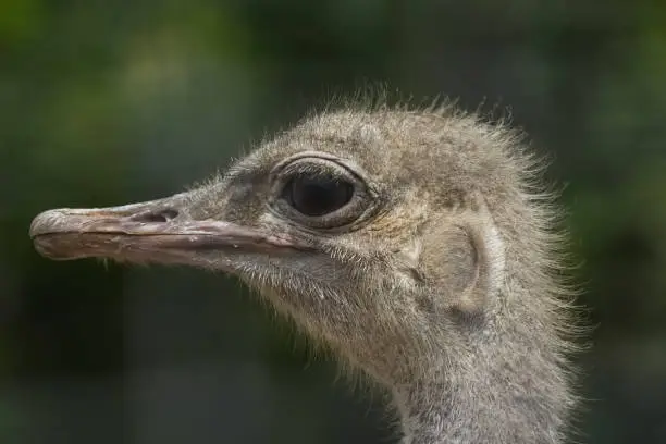 The head of an ostrich, the flightless bird ostrich, the head of a bird.