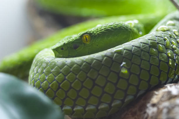 istock Exotic snake in the terrarium 1133840686