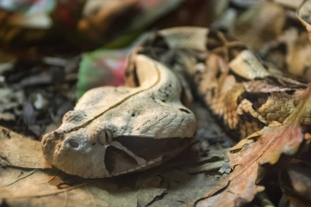 istock Exotic snake in the terrarium 1133840691