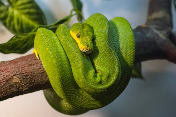 istock Exotic snake in the terrarium 1133840699