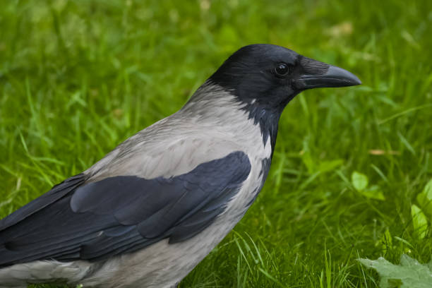 hooded crow on the grass - 7583 imagens e fotografias de stock
