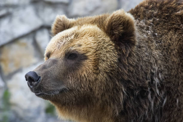 istock Grizzly bear close up 1133840703