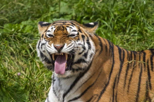 istock Tiger on the grass, tiger closeup 1133840717