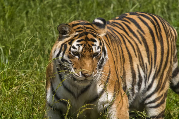 istock Tiger on the grass, tiger closeup 1133840718