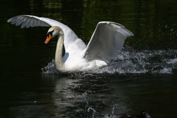 istock White swan in the pond 1133840730