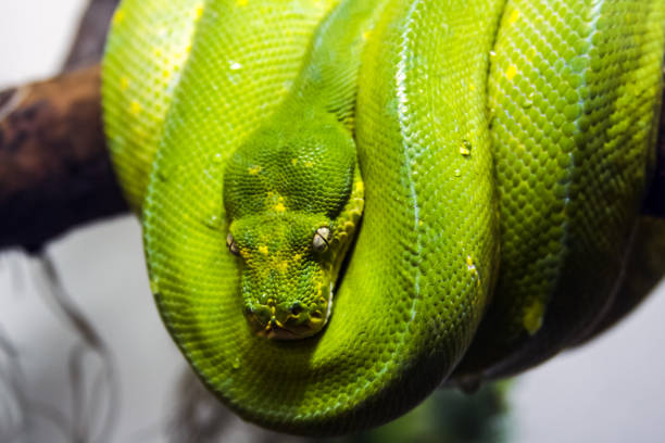 istock Exotic snake in the terrarium 1133840765