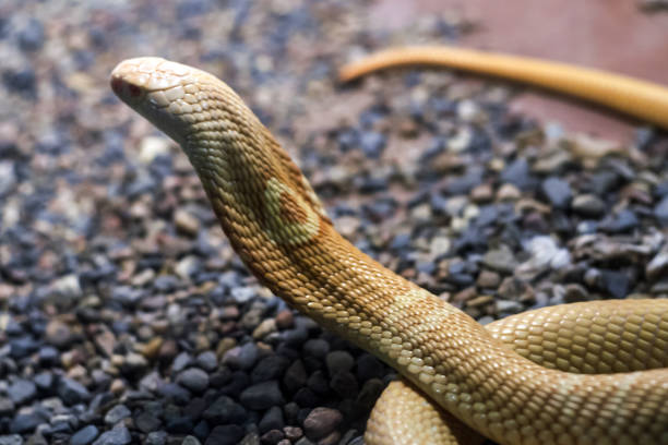 istock Exotic snake in the terrarium 1133840768