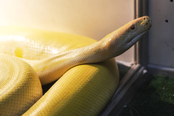 istock Exotic snake in the terrarium 1133840773