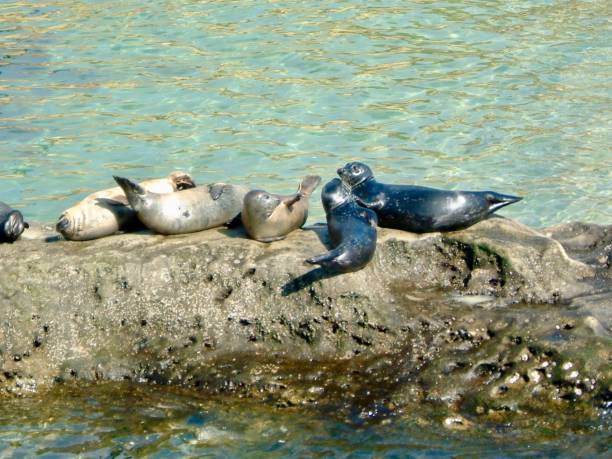 istock America Animals / Seal at Beach. 1133841750