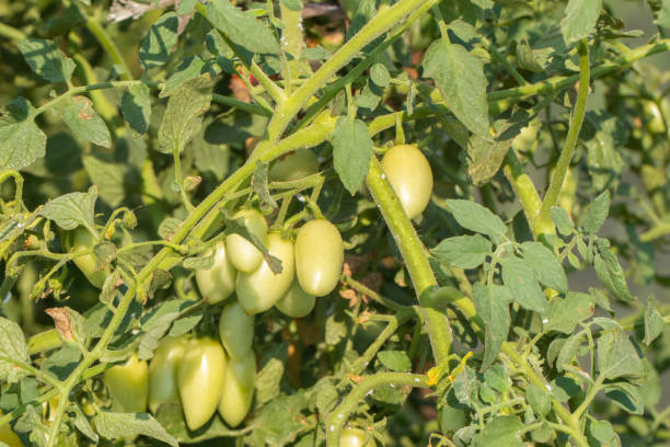 istock fresh little tomato on tree in the garden at thailand 1133841856