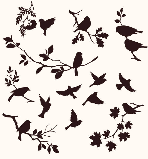 鳥や小枝のセット。 木の枝に座っている鳥の装飾的なシルエット: オーク、メープル、バーチ、ローワンと他。飛ぶ鳥 - シルエット点のイラスト素材／クリップアート素材／マンガ素材／アイコン素材