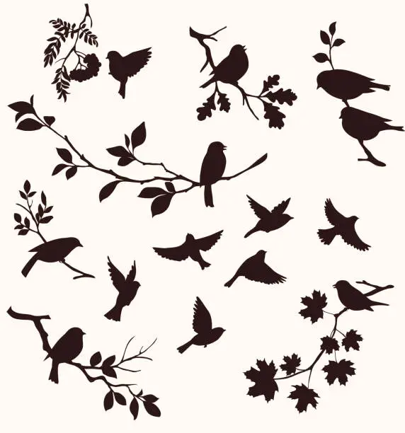 Vector illustration of Set of birds and twigs.  Decorative silhouette of  birds sitting on tree branches: oak, maple, birch, rowan and others. Flying birds