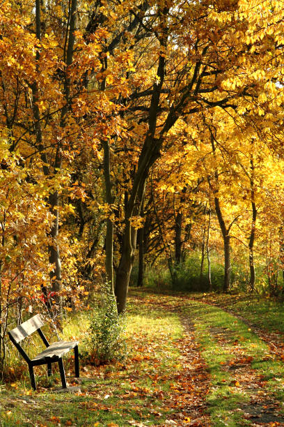 istock bench in the autumn park 1133842252