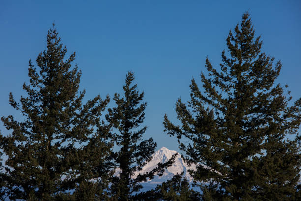 Mt hood in Portland(view from rocky butte)