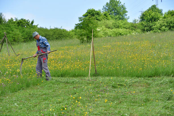 istock Farmer  mowing grass traditional way with hand scythe 1133844282