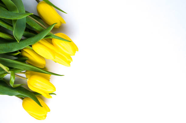 тюльпаны желтые на белом фоне. понятие весны или женского дня - 5107 стоковые фото и изображения