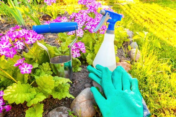 istock Gardening tools on flower bed background 1133845606