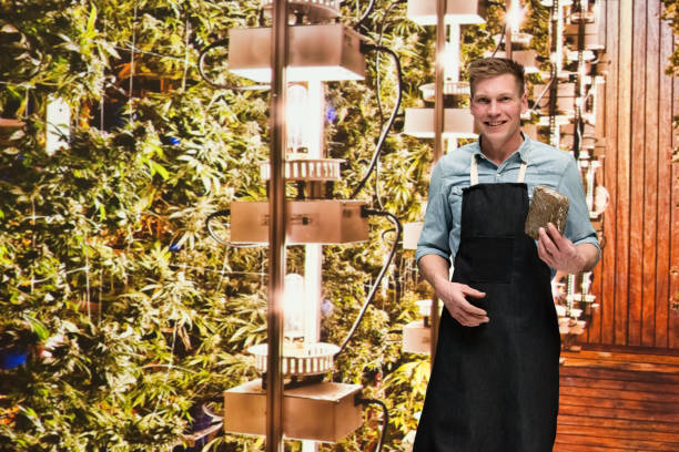 istock Man working in a marijuana shop and is holding weed 1133846135