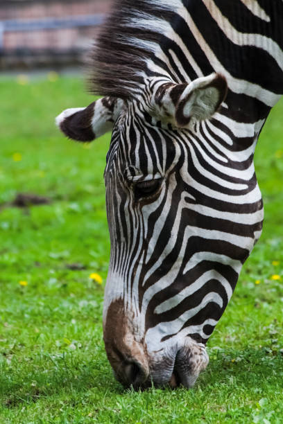 istock Horse zebra grazes on the lawn 1133846384