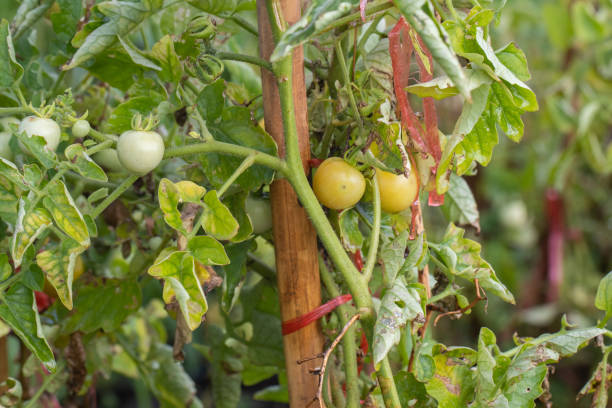 istock fresh little tomato on tree in the garden at thailand 1133846597