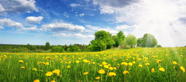 istock Field with dandelions and blue sky 1133846646