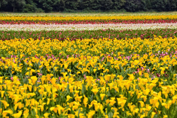 istock Calla garden field cultivation 1133848782