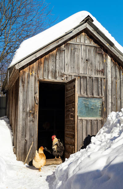 istock Cock with hen beside henhouse on snow 1133848885