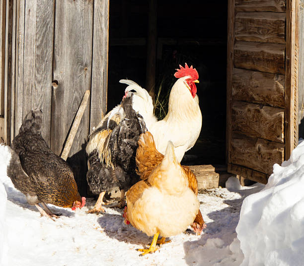 Cock with hen beside henhouse on snow Cock with hen beside wooden henhouse on snow at solar day winter chicken coop stock pictures, royalty-free photos & images