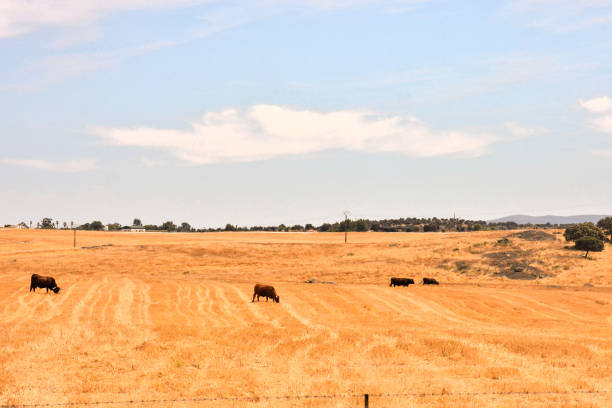 istock European natural countryside 1133848993